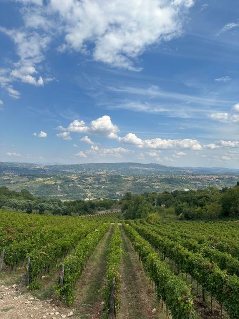 winery, wine tour, vineyard, naples, italy, campania, wine, vacation, travel, donna elvira Italy Campania, Treviso Italy, Naples Italy, Wine Tour, Vacation Travel, Naples, Wine, Italy, Travel