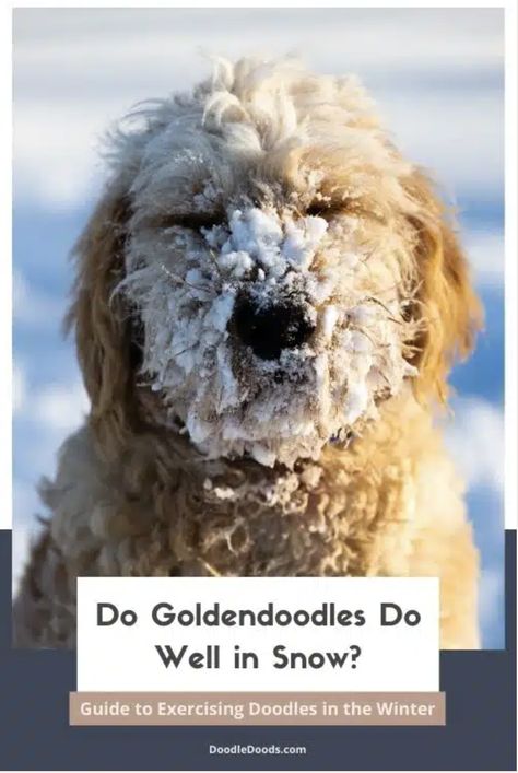 Do you want to know if Goldendoodles do well in the snow? Look no further than Doodle Doods! Our experts have the answers you need to make sure your beloved Doodle is prepared for whatever the winter weather brings. Whether you’re planning a winter getaway or just trying to stay safe and warm at home, we have the tips and tricks to make sure your Goldendoodle is as comfortable and happy as possible in the snow. #goldendoodle #goldendoodles Goldendoodle Haircuts, Dog Snowsuit, Golden Doodles, Paw Cleaner, Best Winter Coats, Winter Hacks, You Doodle, Mini Goldendoodle, Doodle Dog