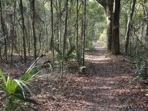 Florida Hikes, Florida Trail, Ocala National Forest, Rainbow River, Silver Springs, Backpacking Hiking, Hiking Destinations, Star Trails, Surface Water