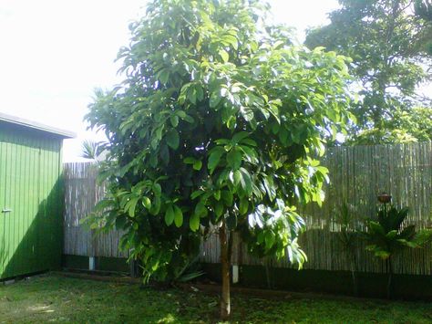 One day my avocado tree will look like this one. It's hard to believe it's still a little seed in some water! Growing Avocado, Avocado Trees, Fall Container Gardens, Grow Avocado, Garden Growing, Avocado Tree, Farm Lifestyle, Garden Pictures, Back Gardens