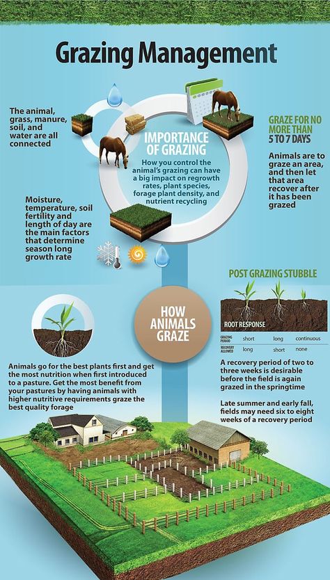 Horse Pasture Ideas, Sustainable Farming Homesteads, Farm Planning, Horse Farm Layout, Rotational Grazing, Pasture Management, Horse Farm Ideas, Raising Farm Animals, Horse Barn Plans