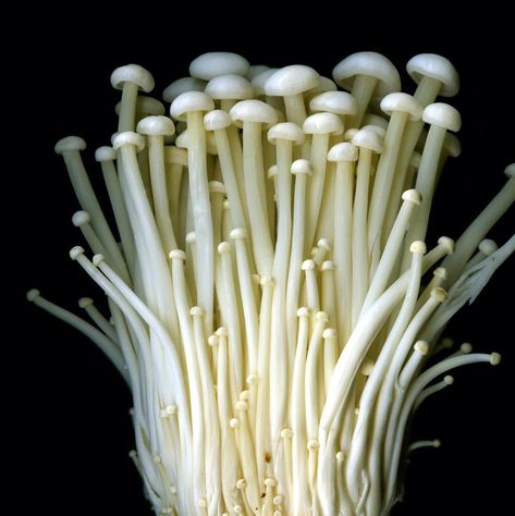 types of mushrooms enoki Mushrooms Growing On Trees, Mushrooms Enoki, Undead Sorcerer, Mushroom Oc, Post Apocalyptic Oc, Mushroom Types, Kinds Of Mushrooms, Different Types Of Mushrooms, Mushroom Guide