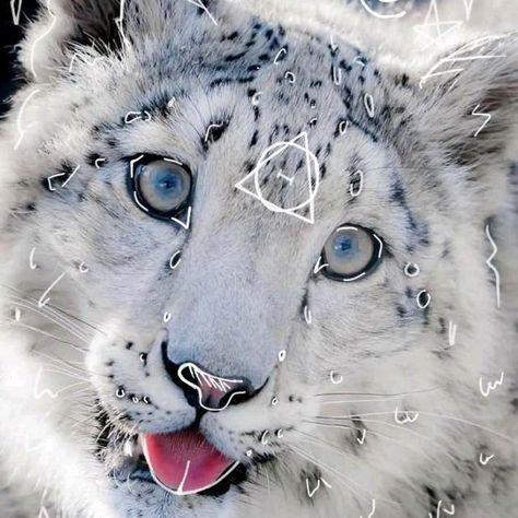 Snow Leopard Therian, Follow For Follow, Cat Hacks, Follow Back, Outline Art, Leopard Animal, Please Follow Me, Snow Leopard, Warrior Cats