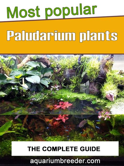 Water Plant Terrarium, Vivarium Plants, Paludarium Ideas Diy, Paladarium Design, Small Paludarium, Paludarium Diy How To Build, Vivarium Ideas, Paludarium Waterfall Aquascaping, Paludarium Ideas