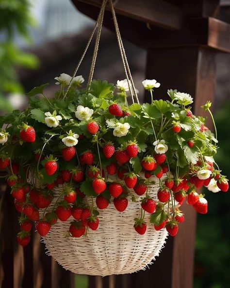 Vegetable Gardening Ideas, Strawberry Plants, Home Vegetable Garden, Vegetable Garden Design, Food Garden, Fruit Garden, Pretty Plants, Hanging Basket, Garden Layout