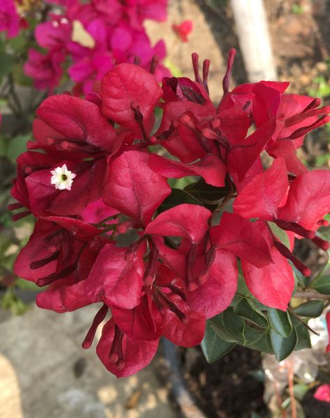 Monalisa red bougainvillea Bougainvillea Colors, Red Bougainvillea, Bougainvillea Bonsai, Aesthetic Types, Floral Cards Design, Japan Garden, Flower Boutique, House Arch Design, Flower Collection