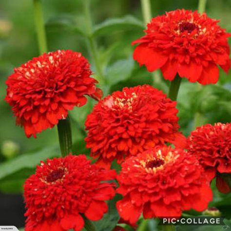 Zinnia elegans Cresto Red Zinnia Seeds, Red Rocket, Zinnia Elegans, Zinnia Flowers, Border Plants, Plant Spacing, Unusual Flowers, Annual Flowers, How To Attract Hummingbirds