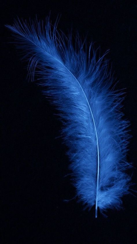 Feather Wallpaper, Blue Wallpaper Iphone, Samsung Galaxy Wallpaper, Live Wallpaper Iphone, Iphone Background Images, Full Hd Wallpaper, Smartphone Wallpaper, Blue Feather, Samsung Wallpaper