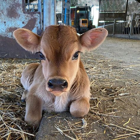 Indian Cow Photo, Small Cows, Pretty Farm, Cow Sculpture, Pet Cows, Cow Photos, Connie Springer, Jersey Cow