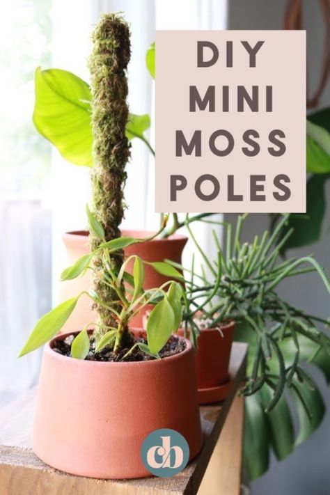 When you're a collector of epiphytic plants like Monsteras, Syngoniums, Hoyas, and some Philodendrons, using a moss pole can help your plants to grow big and strong. Moss poles mimic mossy trees, and in their natural environment, epiphytes grow on the trunks of trees and other plants. Make this mini moss pole DIY in just minutes! #mosspole #houseplants Diy Moss Poles For Plants, Making A Moss Pole, Moss For Plants, Homemade Moss Pole, Moss Poles Diy, Moss Pole Plants, Diy Plant Pole, Diy Plant Decor Indoor, Moss Poles For Plants