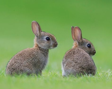 The Beauty of Wildlife : Photo Holland Lop Rabbit, Lop Rabbit, Young Rabbit, Rabbit Colors, Rabbit Sculpture, Watership Down, Holland Lop, Animal Help, British Wildlife