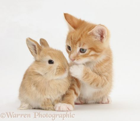 Photograph of Ginger kitten, Tom, 7 weeks old, and baby sandy Lop rabbit. Rights managed white background Pets image. Lop Rabbit, Ginger Kitten, Types Of Cats, Image Chat, Kindred Spirits, Cat Sleeping, Dreamy Art, White Rabbit, Animals Images