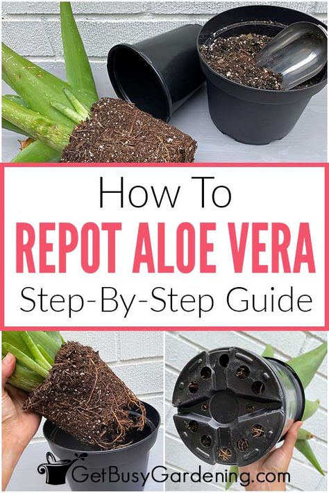 When To Repot Aloe Vera Plant, Potted Aloe Vera, Aloe Plant Care, Aloe Vera Plant Indoor, Growing Aloe Vera, Aloe Vera Benefits, Aloe Plant, Aloe Vera Plant, Indoor Plant Care