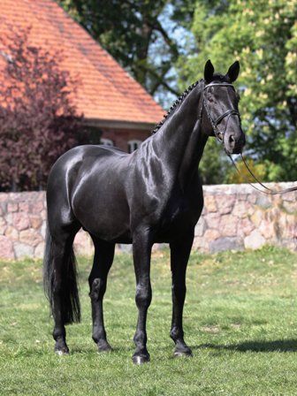 Weltruhm Hagerman Horse, Westphalian Horse, Breeds Of Horses, Hanoverian Horses, The Turin Horse, Horse Colours, Horse Photography Poses, Majestic Black Horse, Warmblood Horses