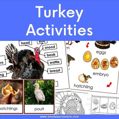 Turkey Life Cycle And Parts Of A Turkey – Free Printable - Montessori Nature Turkey Free Printable, Turkey Science, Life Cycles Preschool, Honey Bee Life Cycle, Turkey Printable, Nature Printables, Bee Life Cycle, Turkey Activity, Science Printables