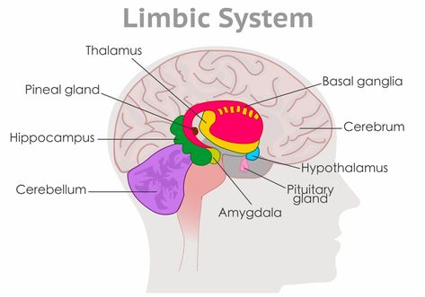 Amygdala Function and Location 1 Limbic System Brain, Jitterbug Perfume, Anatomy Pictures, Brain Anatomy And Function, Ventral Tegmental Area, Basal Ganglia, Anatomy Illustration, Deep Brain Stimulation, Brain Structure