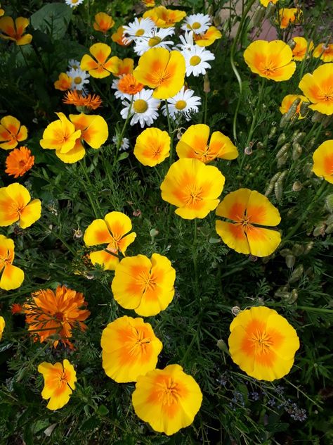 Californian Poppies, Garden Inspo, Tattoo Work, Beautiful Tattoos, Poppies, Plants, Flowers