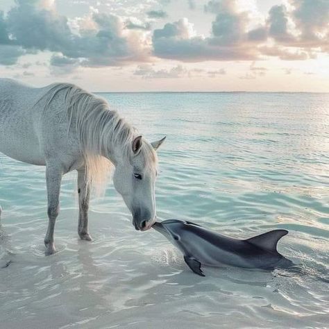 Dolphin Photos, Horses Photography, Beautiful Horses Photography, Beautiful Beach Pictures, Beautiful Horse Pictures, Barrel Racing Horses, Beautiful Ocean Pictures, A Dolphin, Horse Aesthetic