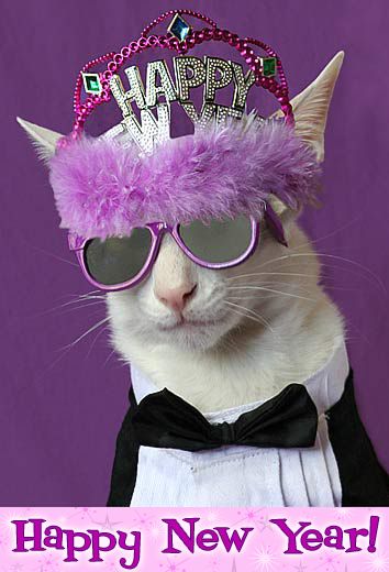 His counterpart wearing a diaper and a monocle played the New Year born at 12 mn. That jolly cat about town partied non- stop. Likely to be seen at more than his share of caterwauls. Hedonists welcome. Happy New Year Funny, Purple Cat, Pet Costumes, Happy Cat, Fete Halloween, Cats Dogs, Nouvel An, Crazy Cat Lady, Christmas Cats