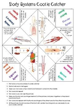 Body Systems Cootie Catcher Body Systems Worksheets, Cc Cycle 3, Cootie Catcher, Science Curriculum, Cycle 3, Body Systems, Class Ideas, Teacher Store, Teachers Pay Teachers