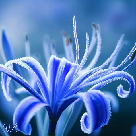 "Introducing the captivating Blue Spider Lily, a rare botanical wonder that will leave you spellbound! 🌸✨ With its vivid cobalt blue petals and delicate, spider-like shape, this enchanting flower is a true marvel of nature. 🕷️🌺 Symbolizing mystery, beauty, and resilience, the Blue Spider Lily blooms with elegance and grace, effortlessly drawing attention to any garden or floral arrangement. 🌿🏵️ Spider Lilies Aesthetic, Lilies Aesthetic, Blue Spider Lily, Spider Lilies, Red Spider Lily, Spider Lily, Love Lily, Lily Bloom, Beautiful Flowers Pictures