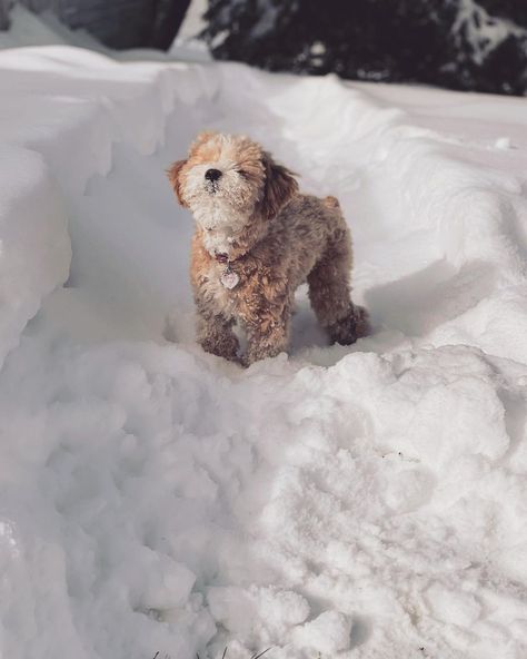 Acorn the Maltipoo on Instagram: “☃️❄️🥶🧣 . . . . . . . . . . . . . . #winter #snow #snowday #winterwonderland #maltipoo #maltese #poodle #poodlemix #poodlelove #poodlepuppy…” Mini Poodle Puppy, Toy Poodle Puppy, Maltese Poodle, Golden Doodles, Maltipoo Puppy, Cute Animals Puppies, Dream Dog, Really Cute Dogs, Getting A Puppy