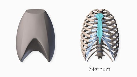 How To Draw Ribcage, Ribcage Reference, Ribcage Drawing, Rib Cage Drawing, Rib Cage Anatomy, Torso Anatomy, Human Skeleton Anatomy, Human Anatomy Reference, Basic Sketching