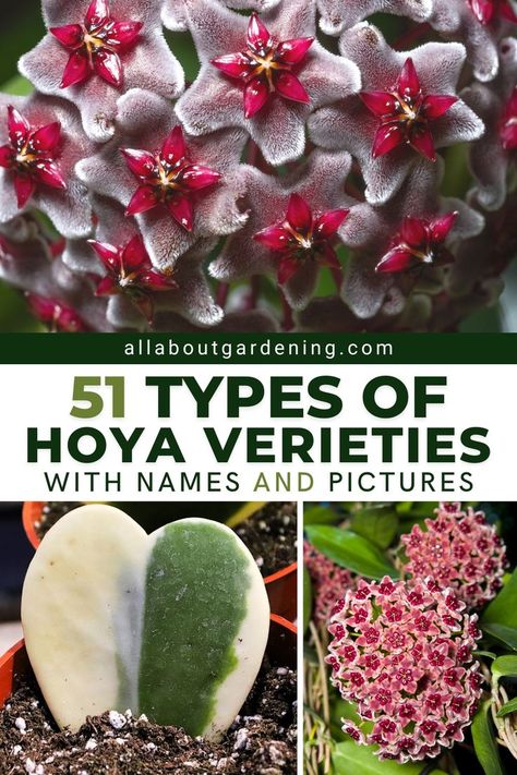 Flower Planting Guide, Geraniums Garden, Hoya Obovata, Hoya Plant, Lucky Plant, Jungle Gardens, Plant Strong, Evergreen Plants, House Plant Care