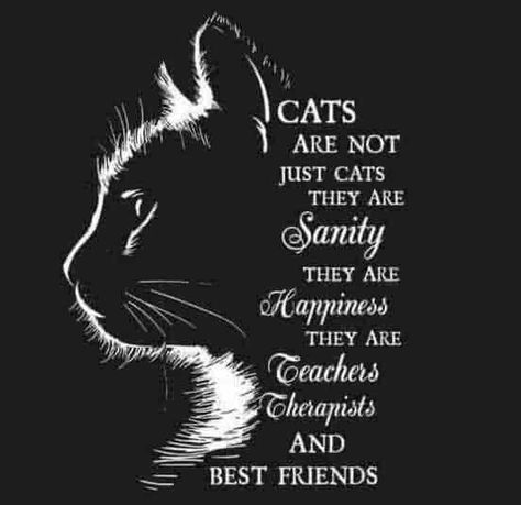 Miss My Cat, Cat Spirit Animal, Animal Lover Quotes, I Miss My Cat, Cat Poems, Cats Quotes, Quotes Meaningful, Pet Mom, Grey Cat