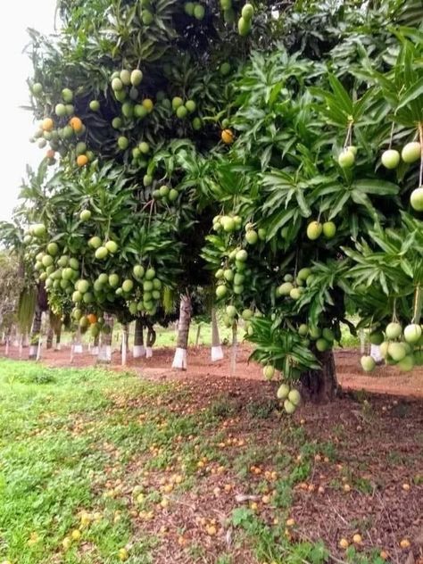 Tropical Fruit Garden Design, Mango Orchard, Fruit Garden Design, Mango Farm, Agriculture Pictures, Poultry Farm Design, Tropical Farm, Bonsai Fruit Tree, Eco Farm