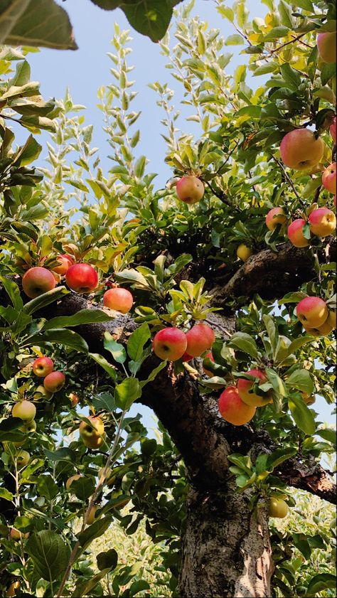 Apple Tree Aesthetic, Apple Orchard Aesthetic, Orchard Aesthetic, Orchard Pictures, Apple Orchard Pictures, Evelyn Rose, Apple Garden, Apples Photography, Apple Orchards