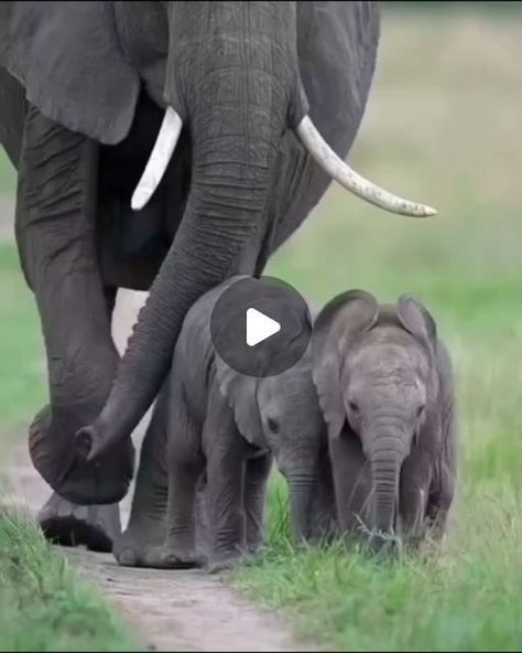 Animals On Land, Elephant World, Wildlife Rehabilitation, Intimacy In Marriage, Wild Photography, Funny Dialogues, Elephant Trunk, Design Fails, Majestic Animals