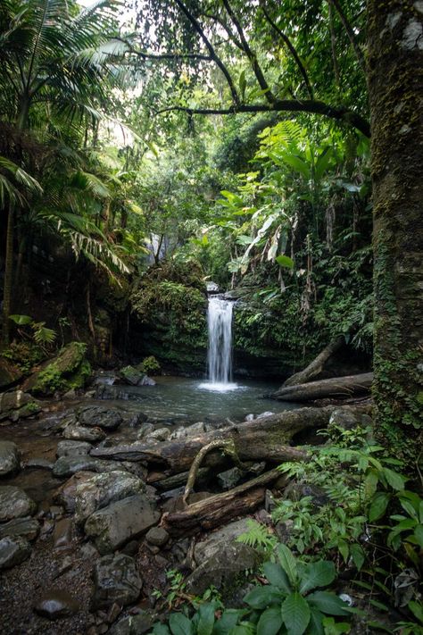 El Yunque Rainforest, El Yunque National Forest, Puerto Rico Vacation, Tropical Rainforest, Nature Aesthetic, Fantasy Landscape, Nature Pictures, Nature Beauty, Beautiful World