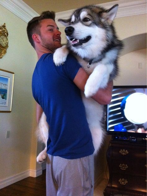 My 80 pound malamute still likes to be held as well. - Imgur Huge Dogs, Tiny Puppies, Giant Dogs, Alaskan Malamute, How Big Is Baby, Mans Best Friend, Big Dogs, Dressage, Large Dogs