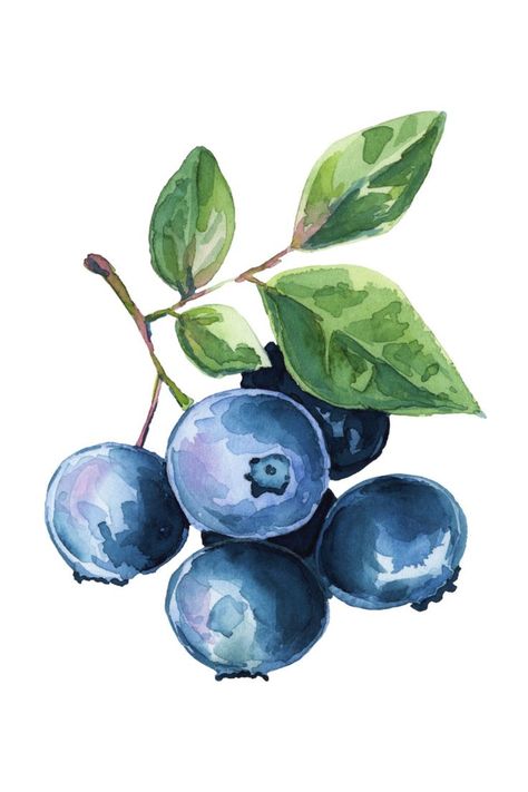 Blueberry Drawing Fruit Art Drawings, Fruits Drawing, Watercolor Fruit, Fruit Painting, 수채화 그림, Watercolor Art Lessons, Realistic Paintings, Botanical Watercolor, Watercolor Leaves