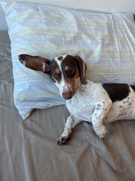 Dachshund Piebald Dachshund Piebald, Piebald Dachshund, Dog Room, Dog Rooms, Weenie Dogs, Rescue Dogs, I Love Dogs, I Fall In Love, On Back