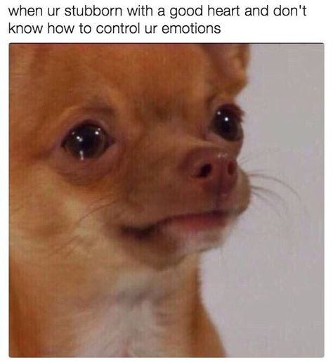 18 Memes Only Super Sensitive People Will Relate To Relatable Love, Comebacks Memes, Funny Dog Memes, Sensitive People, Memes Sarcastic, Funny Animal Memes, Funny Animal Pictures, Dog Memes, Animal Memes