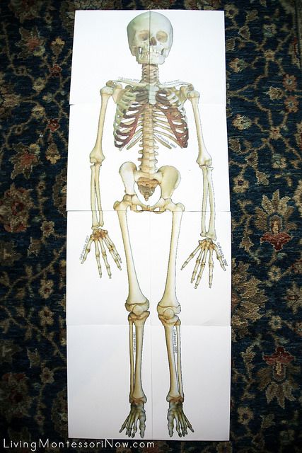 Life-Size Skeleton Puzzle - Deb Chitwood Printable Skeleton Template, Skeletal System Printable, Skeleton Activities, Skeleton Template, Bones Of The Body, Skeleton Printable, Human Body Bones, Life Size Skeleton, Earth Science Activities