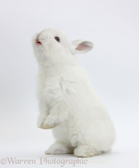 Young white rabbit standing up on its haunches, white background Hedgehog Standing, Rabbit Standing, Rabbit Photos, Bunny Images, Rabbit Drawing, White Rabbits, Bunny Pictures, Rabbit Art