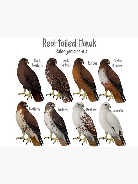 Red Tailed Hawk Drawing, Red Tailed Hawk Tattoo, Hawk Meaning, Hawk Aesthetic, Hawk Drawing, Hawk Photography, Hawk Species, Hawk Art, Names Of Birds