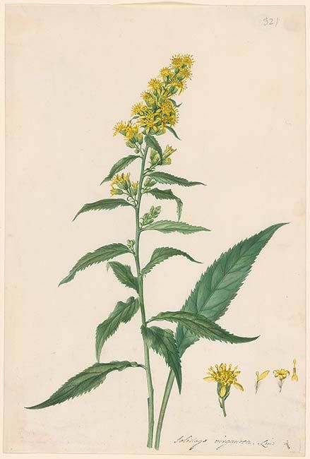 Goldenrod Botanical Illustration, Golden Rod Tattoo, Goldenrod Illustration, Golden Rod Flower, Greenman Tattoo, Alberta Flowers, Goldenrod Tattoo, Homestead Sign, Carl Linnaeus