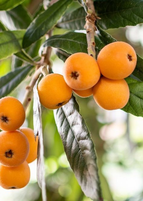 Loquat, known as Eriobotrya japonica, is a small to medium-sized evergreen tree with broad, glossy, leathery leaves that bears clusters of small, yellow-orange, sweet edible fruits. Native to south-eastern China, loquat is now widely cultivated in subtropical and tropical regions around the world. It has many common names, such as Chinese plum, Japanese plum, Japanese medlar and Japanese apricot. Loquat Fruit, Fantasy Fruit, Massive Garden, Japanese Plum Tree, Chinese Fruit, Japanese Apricot, Japanese Fruit, Golden Berry, Loquat Tree