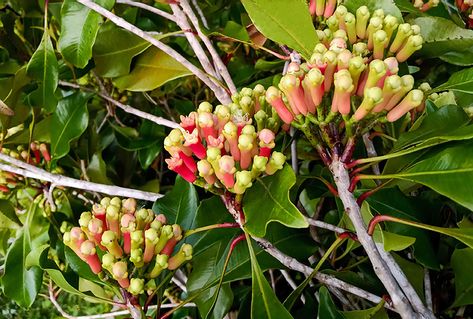 Clove Plant, Lemon Tree From Seed, Grow Turmeric, Turmeric Plant, Design Garden Ideas, Cloves Spice, Food Forest Garden, Gardening Flowers, Seed Germination