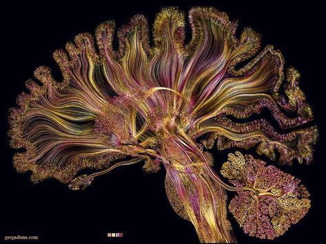 GREG DUNN NEURO ART- Brain and Neuroscience Fine Art Paintings Neuroscience Art, Neurology Art, Brain Neurons, Brain Images, Brain Art, The Human Brain, Bio Art, Human Brain, Neurology