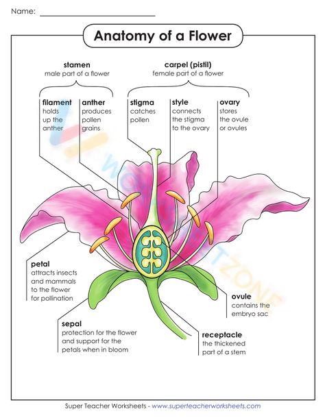 Parts Of A Flower Printable, Anatomy Of A Flower, Flower Worksheet, Photosynthesis Projects, Reproduction In Plants, Children Worksheets, Bio Project, Plant Reproduction, Free Science Worksheets