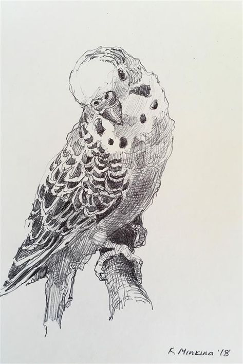 Katya Minkina Art, Parakeet Sketch, Budgie Sketch, Animal Pen Drawings, Budgie Tattoo, Pen Sketches Simple, Parakeet Drawing, Budgie Drawing, Color Pen Drawing