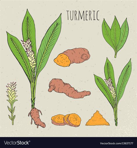 Asian Plants, Turmeric Plant, Turmeric Ginger Tea, Turmeric Capsules, Colorful Plant, Memo Pad Design, Tea Packaging Design, Organic Herbal Tea, Ginger Turmeric