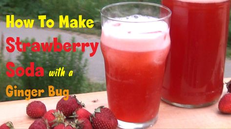 Strawberry Soda Using A Ginger Bug - I Cook And Paint Ginger Bug Soda, Strawberry Soda Recipe, Ginger Beer Recipe, Ginger Soda, Homemade Rootbeer, Ginger Bug, Lacto Fermented, Farming Ideas, Strawberry Soda