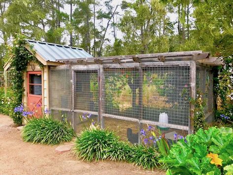 Large Chicken Run Ideas, Cornwall Garden, Australian Labradoodles, Chicken Coop Garden, Creative Garden Decor, Chicken Home, Backyard Chicken Coop Plans, Poultry House, Backyard Chicken Farming