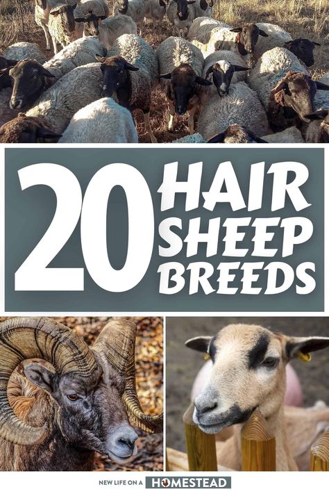 Meat Goats, Sheep Breeds, Types Of Animals, Wild Game, Hobby Farms, Raising Chickens, Pet Care, Farm Animals, New Life